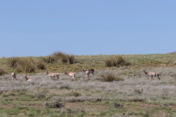 Pronghorn Antilope in der Prärie — Stockfoto