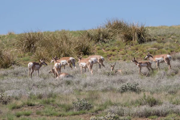 Pronghorn Antilope in der Prärie — Stockfoto