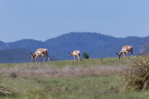 Gaffelbok Antelope op de Prairie — Stockfoto