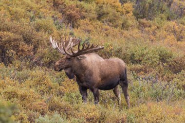Alaska Yukon boğa geyiği