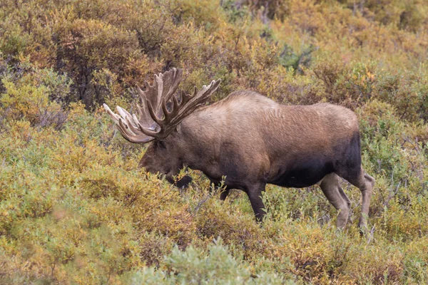 Alaska Yukon Bull Moose — Stock Photo, Image