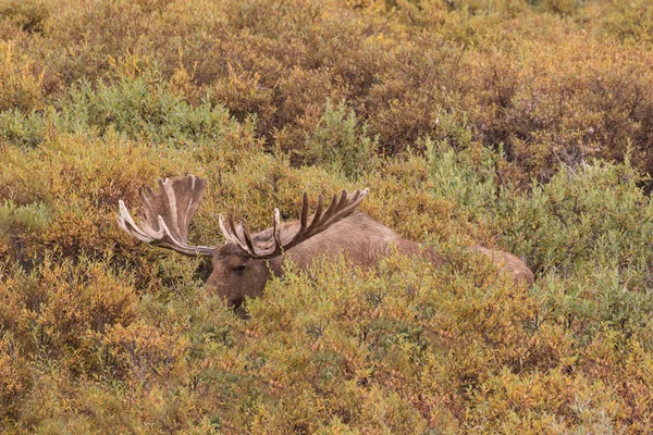 Aljašce Yukon Moose býk v sametu — Stock fotografie