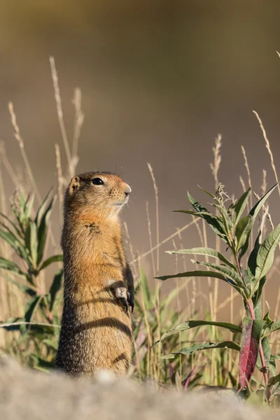 Linda ardilla de tierra ártica — Foto de Stock