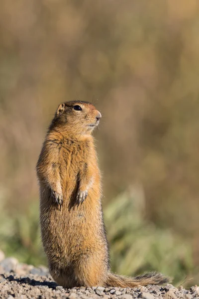 Linda ardilla de tierra ártica — Foto de Stock