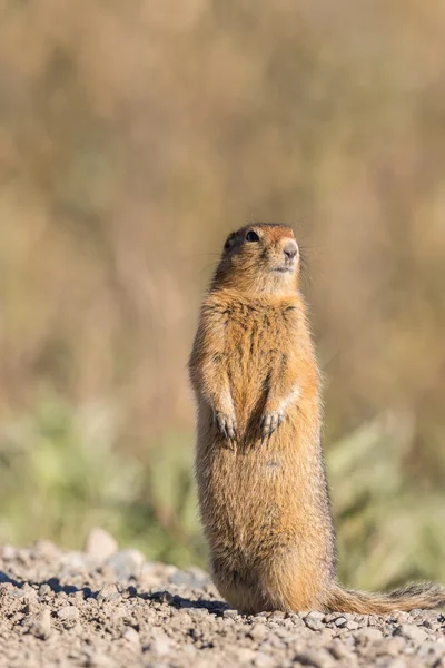 Cute Arctic Ground Squirrel — Stock Photo, Image