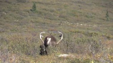 Çorak yere Caribou boğa