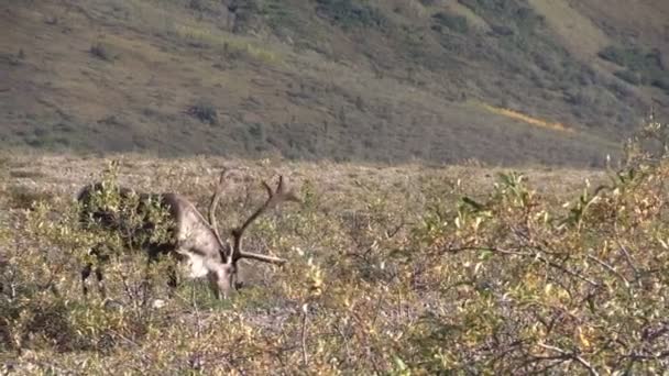 Caribou Bull in fluweel — Stockvideo