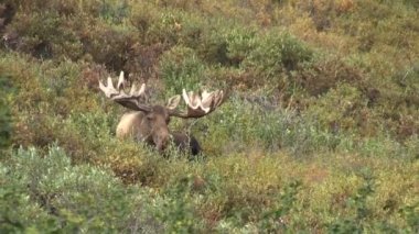 Alaska Yukon boğa Yataklı Mus