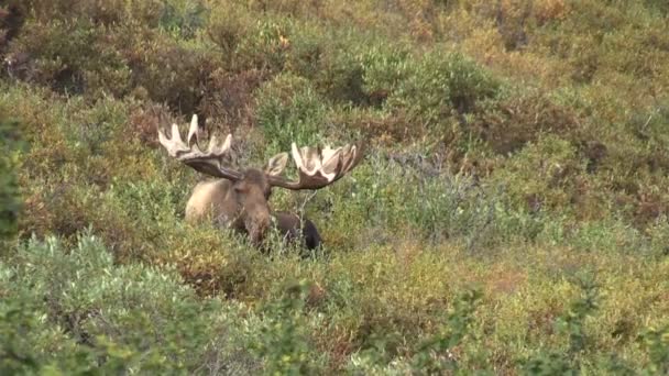 Alaska Yukon Bull Moose bedden — Stockvideo