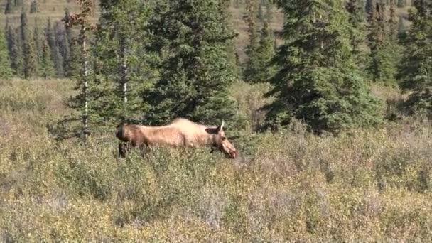 Αλάσκα Yukon Άλκη αγελάδα περπάτημα — Αρχείο Βίντεο