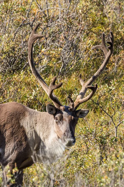 Kale grond Caribou Bull in fluweel — Stockfoto