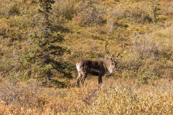 天鹅绒贫瘠地面北美驯鹿公牛 — 图库照片