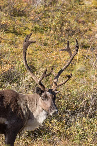 Άγονο έδαφος Caribou Bull σε βελούδο — Φωτογραφία Αρχείου