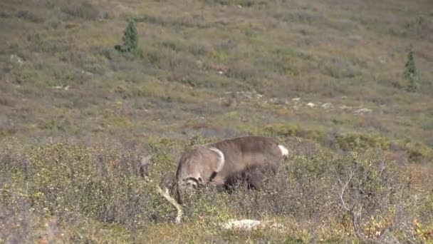 Barren Ground Caribou Bull in Barvet — стоковое видео