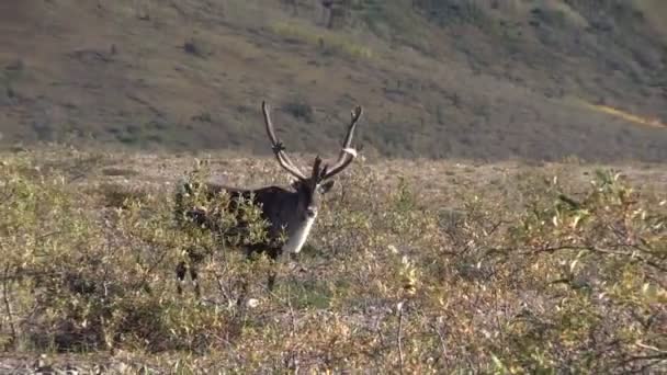 Çorak yere Caribou boğa kadife — Stok video