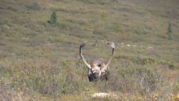 Barren Ground Caribou Bull in Velvet — Stock Video