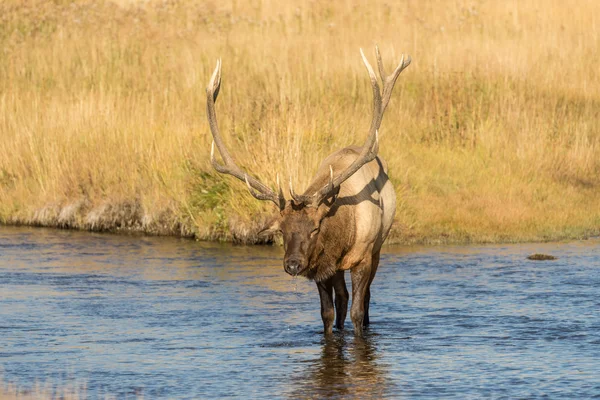 Bull Elk in rivier — Stockfoto
