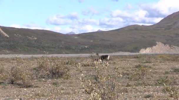 Bull Caribou en terciopelo — Vídeos de Stock