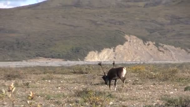 Bull Caribou i sammet — Stockvideo