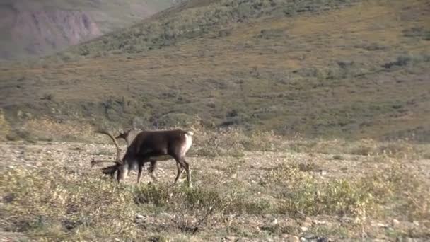 Bull Caribou en terciopelo — Vídeo de stock