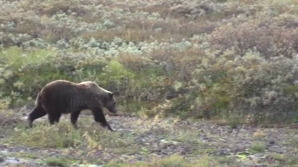 Urso Grizzly Alimentação em bagas — Vídeo de Stock