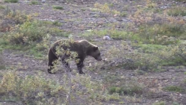 Urso Grizzly Alimentação em bagas — Vídeo de Stock