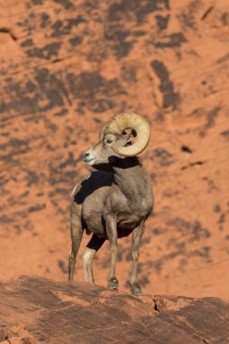 çöl bighorn koyun ram