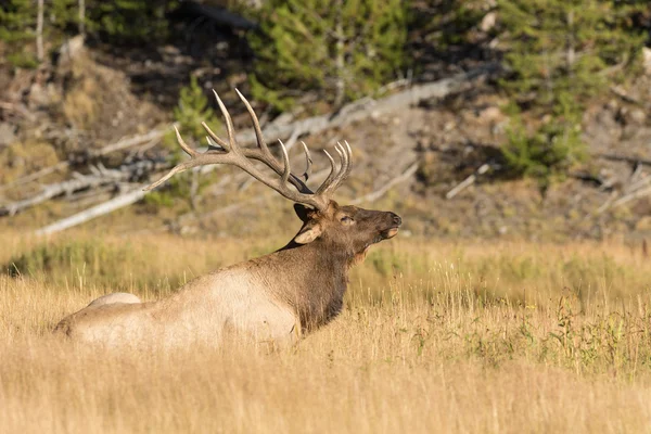 Bull Elk i Rut — Stockfoto