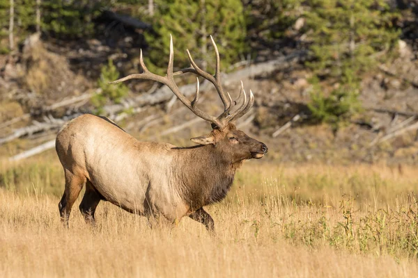 Bull Elk in Rut — Stock Photo, Image