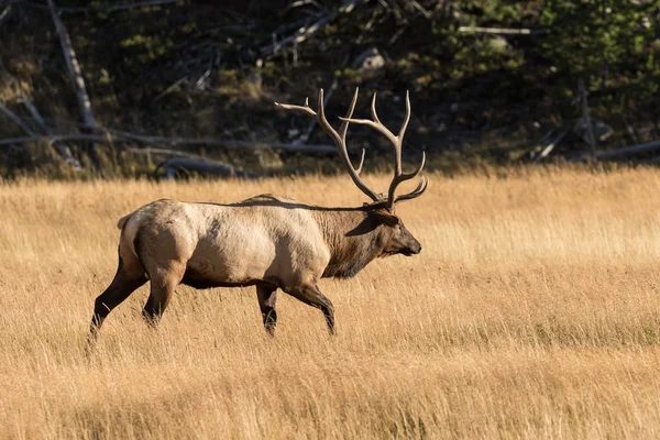 Bull Elk in Rut — Stock Photo, Image