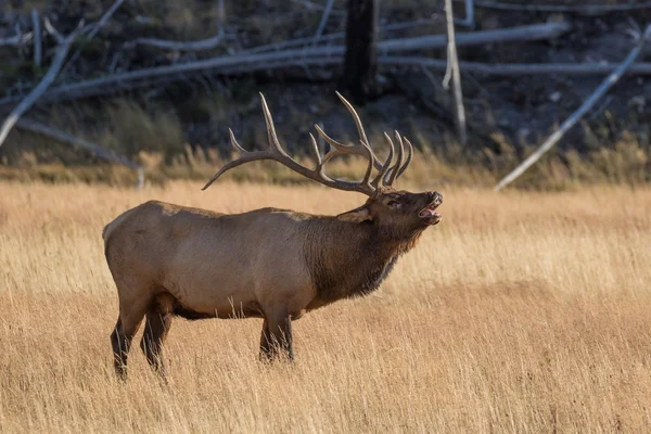 Bull elk kojotů — Stock fotografie