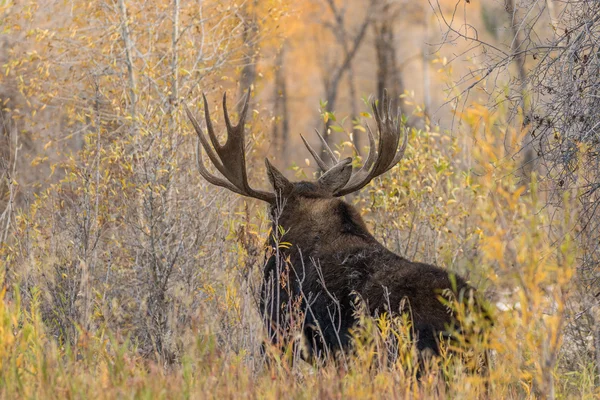Bull Moose in Autumn — Stock Photo, Image