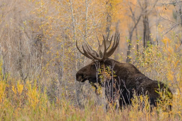 Bull Moose in de herfst — Stockfoto