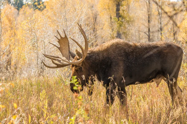 Bull Moose in Autumn — Stock Photo, Image