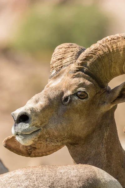 Pustyni Bighorn Sheep Ram portret — Zdjęcie stockowe