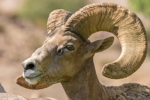 Deserto Bighorn Pecora Ram Ritratto — Foto Stock