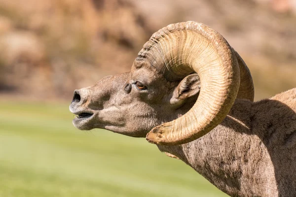 Öknen Bighorn Sheep Ram i Rut — Stockfoto