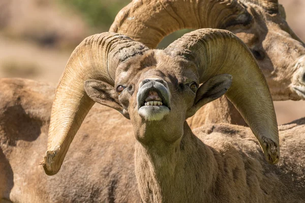 Έρημο Bighorn πρόβατα Ram σε αποτελμάτωση — Φωτογραφία Αρχείου