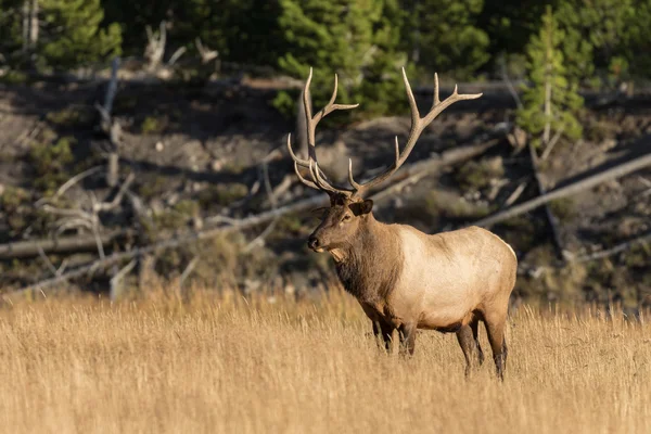 Bull Elk i Rut — Stockfoto