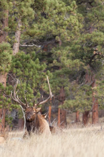 Bull Elk met koe in de sleur — Stockfoto