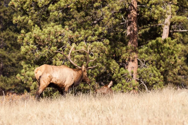 Bull Elk met koe in de sleur — Stockfoto