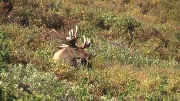 Alaska Yukon Bull Moose in Velvet — Stock Video
