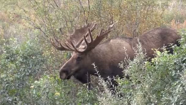 Alasca Yukon Bull Alce em Veludo — Vídeo de Stock