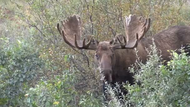 Alaska Yukon Bull Moose en velours — Video