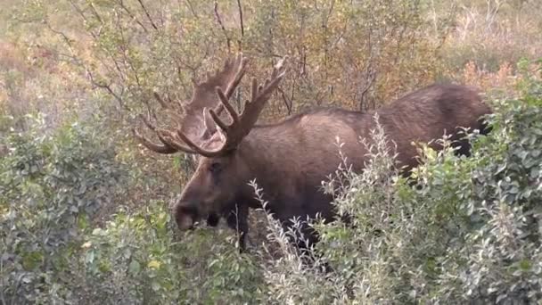 Alaska Yukon Bull Elch in Samt — Stockvideo