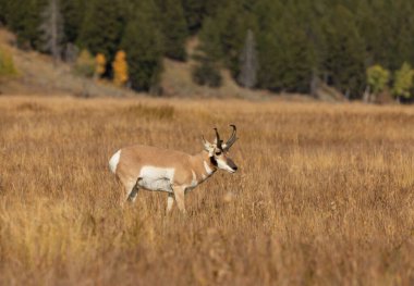 Grand Teton Ulusal Parkı 'nda sonbaharda bir antilop geyiği.