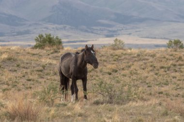 Utah çölünde güzel vahşi bir at.