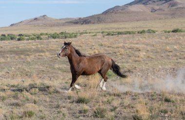 Utah çölünde güzel vahşi bir at.