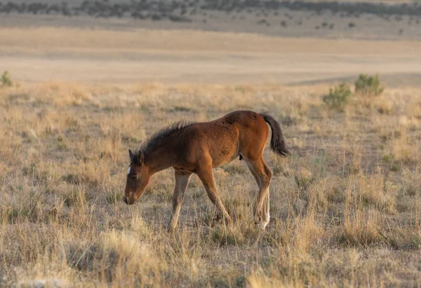 Belo Cavalo Selvagem Deserto Utah — Fotografia de Stock