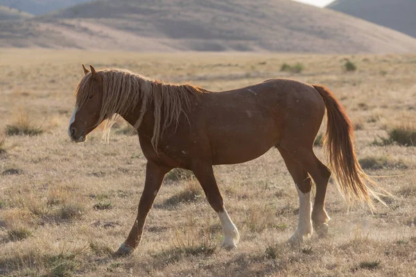 Hermoso Caballo Salvaje Desierto Utah — Foto de Stock